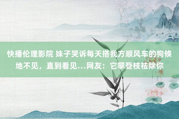 快播伦理影院 妹子哭诉每天搭我方顺风车的狗倏地不见，直到看见…网友：它攀登枝祛除你